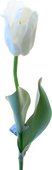 Цветок искусственный Top Art Studio Тюльпан Эн Росарио белый, 65см WAF0061-TA