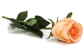 Цветок искусственный Atelier de Fleur Роза Богема розовая 65см WAF1159-TA