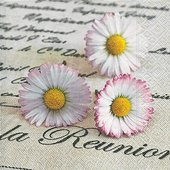 Салфетки для декупажа Paper+Design Ромашки, 33x33см, 20шт LN0827