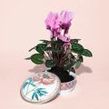 Туалетная коробочка ИФЗ Круглая, Дивный пион, подарочный набор, фарфор 81.33188.00.1