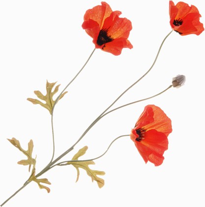 Floralsilk Искусственные цветы "Мак полевой", тон оранжевый, 3 цветка и коробочка, длина 63см , артикул 11480D-OR