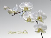 Подставки под тарелки на стол Top Art Studio Лунная орхидея 40x29см, 4шт, пробка GD2529-TA