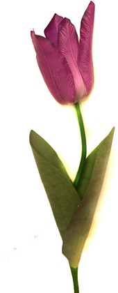 Цветок искусственный Atelier de Fleur Тюльпан Фаворит бордо 58см WAF1270-TA