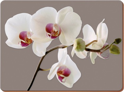 Подставки под тарелки на стол Creative Tops Гармония орхидей 30x23см, 6шт, пробка 5176457