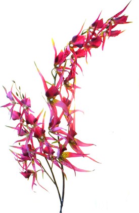 Цветок искусственный Atelier de Fleur Орхидея Паук красная 138см LAF0577-TA