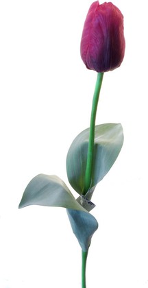 Цветок искусственный Atelier de Fleur Тюльпан Франс красный 65см WAF0596-TA