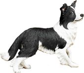 Статуэтка Колли стоящая 45см Enesco CA03229