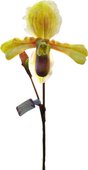 Цветок искусственный Башмачок зеленый Top Art Studio SP-002-25S-3